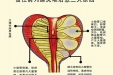 前列腺炎的“鸡尾酒”疗法：疏通、渗透、激活、强化