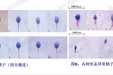 精子也有“颜值”焦虑？揭秘生命起点的“选帅”之谜！