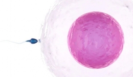 【备孕攻略】7大秘诀，让你的卵泡又大又圆