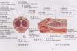 【男泌书】包皮系列-7：包皮环切术后阴茎水肿是怎么回事？