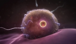 【备孕攻略】最容易怀孕的其实不是排卵当天，而是这两天