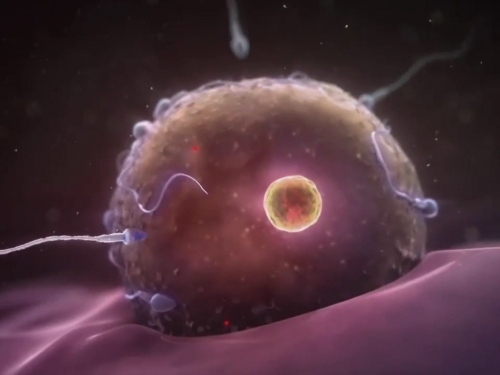 【备孕攻略】最容易怀孕的其实不是排卵当天，而是这两天